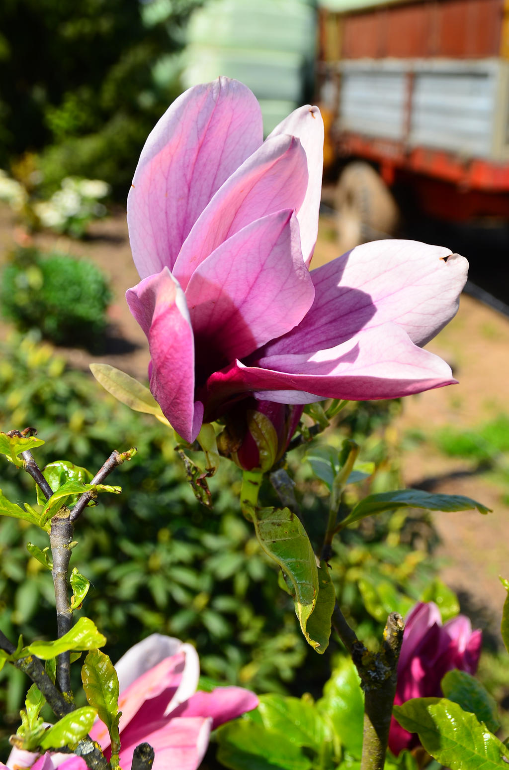 Magnolia pinkish