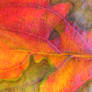 autumn leaf texture