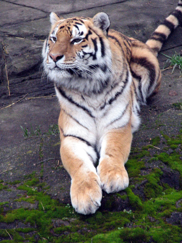 Amur Tiger 4 stock