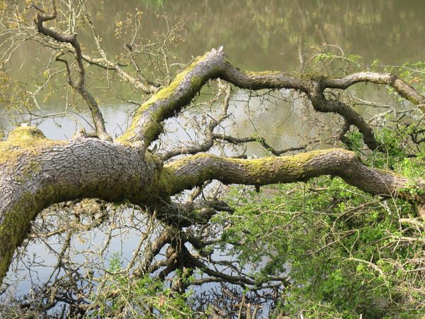 Fallen tree stock