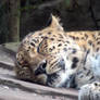 Sleeping Leopard stock