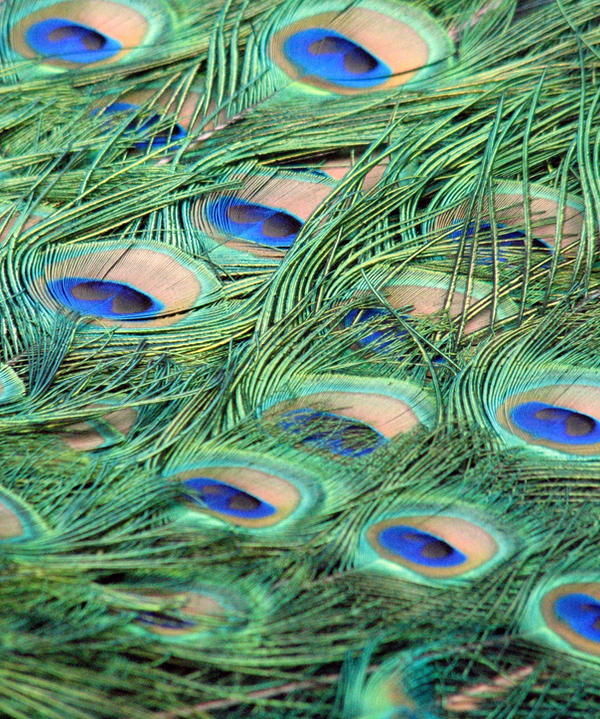Peacock Feathers stock
