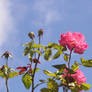 Summer roses and sky stock