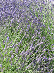 Lavender field stock