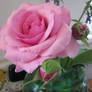 pink roses stock