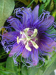 passionflower plant stock by thiselectricheart