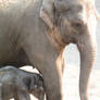 Baby elephant and mom stock 2