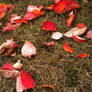 Autumn Leaves texture