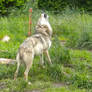 Female Wolf howling stock