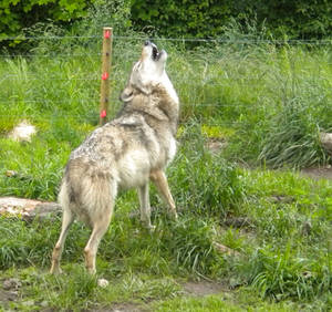 Female Wolf howling stock