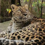 Amur leopard looking stock