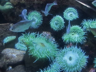 sea anemone and fish stock