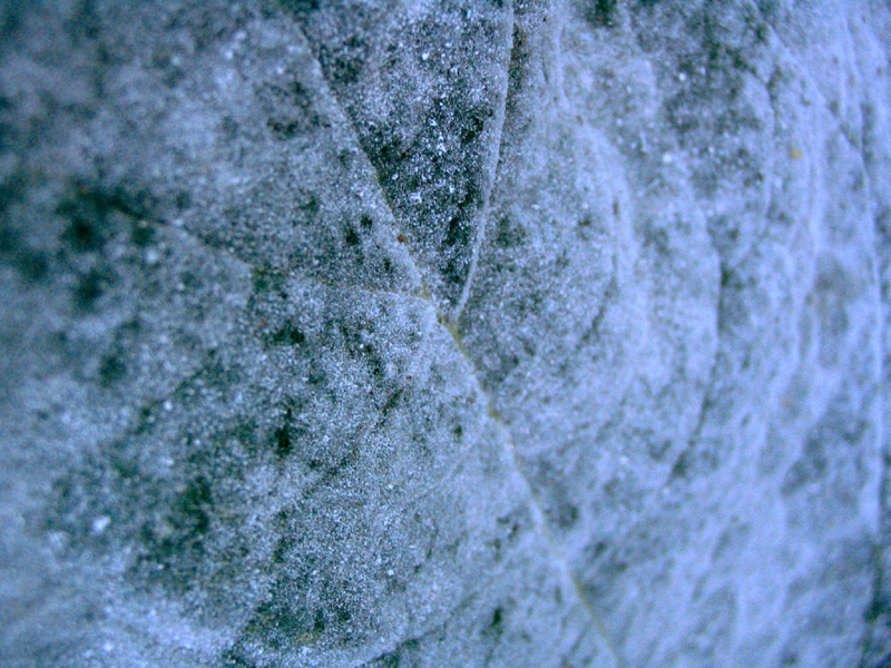 leaf texture 2