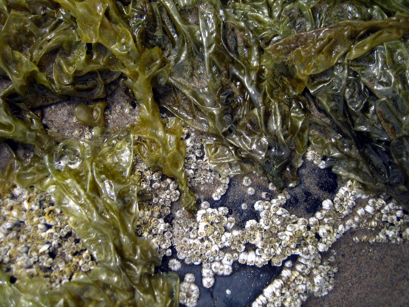 tidepool 1