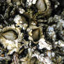 tidepool 2