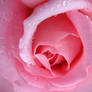 pink wet rose