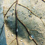 wet leafy detail