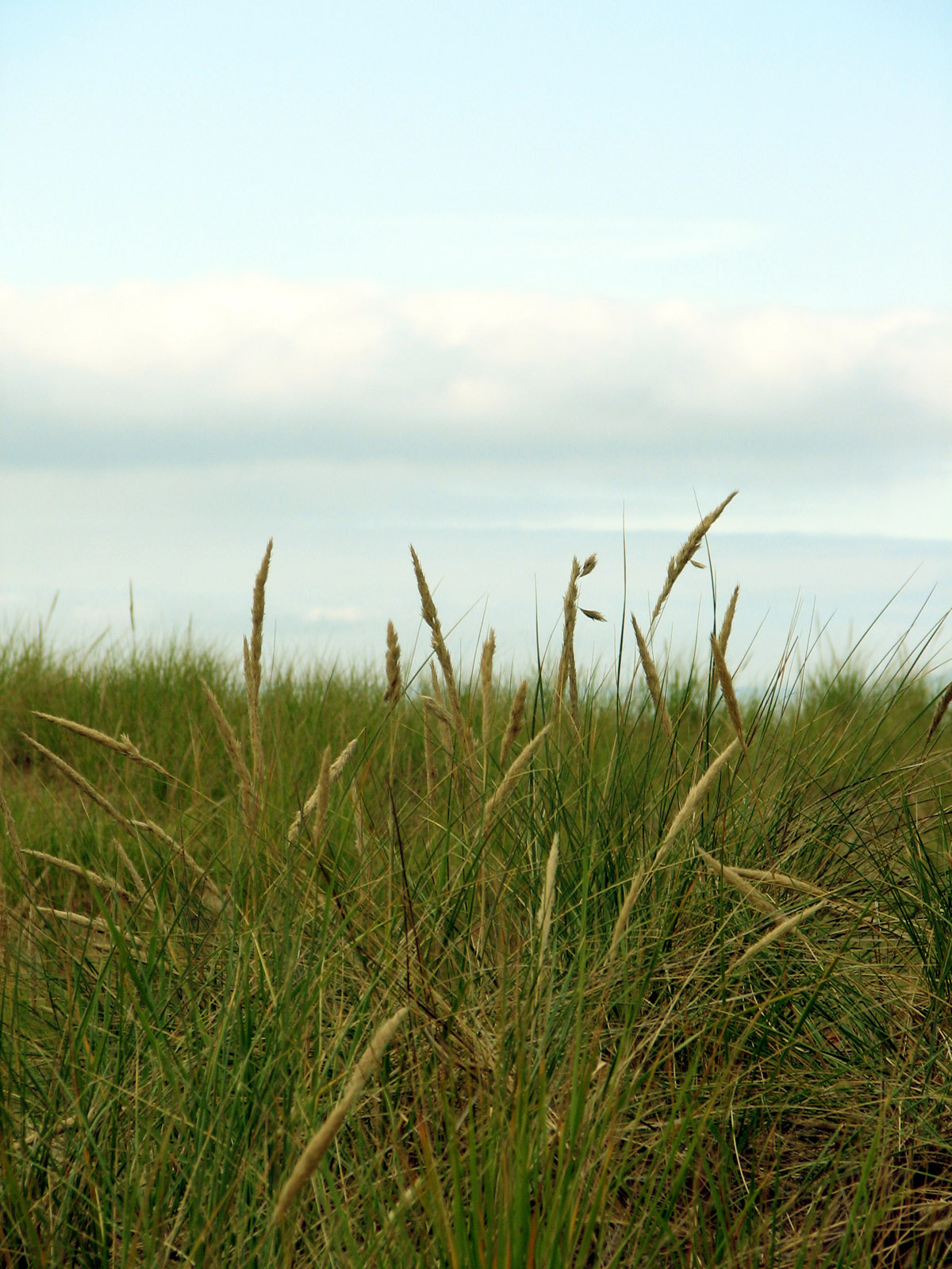 Sea Grass