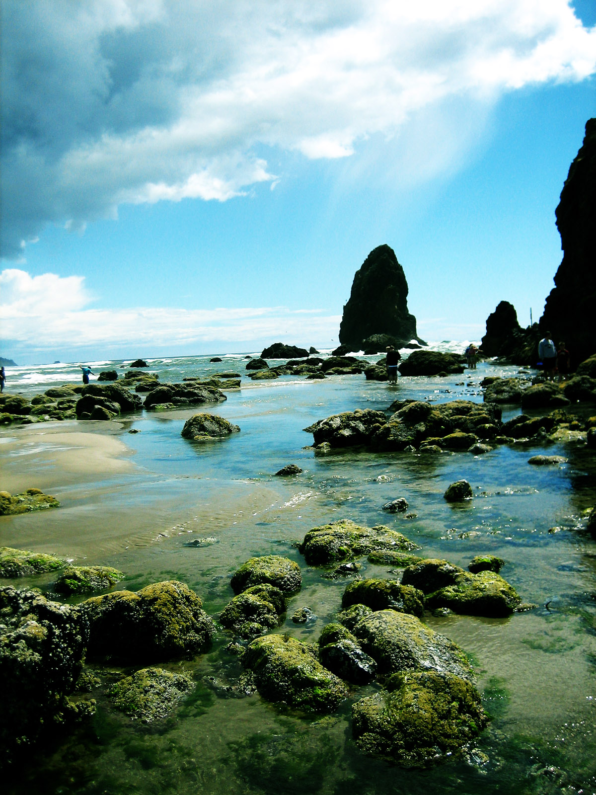 Tidepool Dreamers