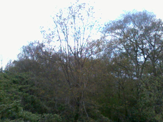 Trees 1 by ManicPerson55 on DeviantArt