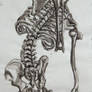 Skeletal