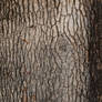 Tree Bark texture 2