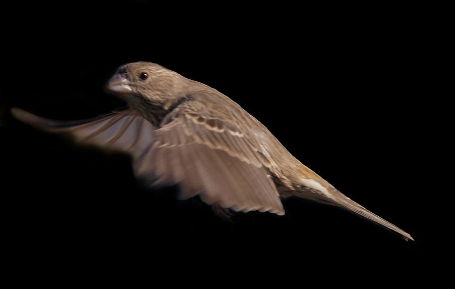 House Finch in flight 2