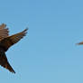 Two House Finches Flying