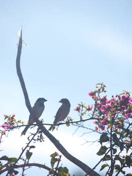 Sparrow couple