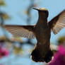 Hummingbird in flight 3