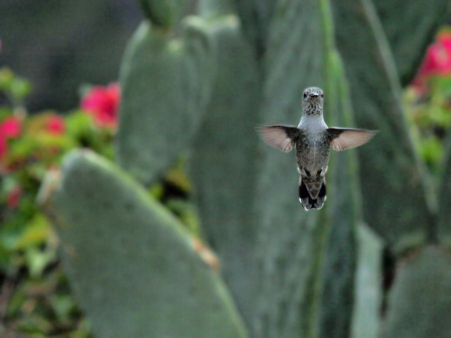 Aerial Acrobat 9