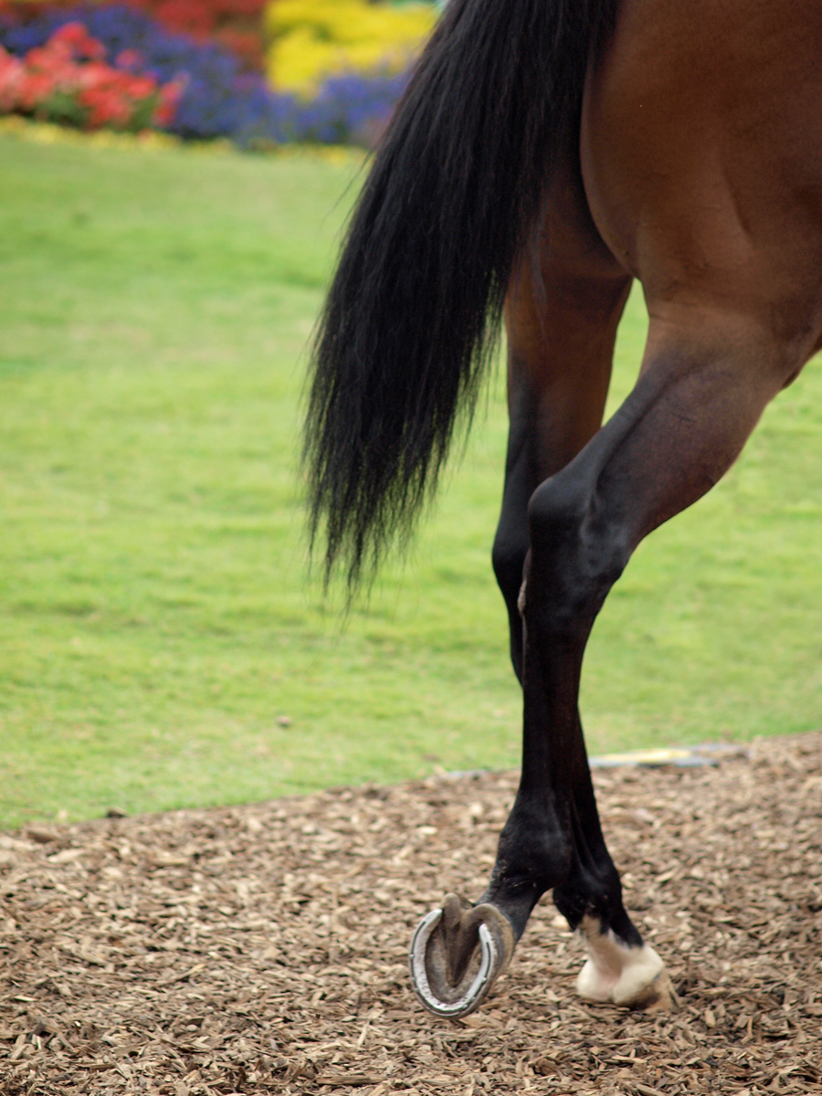 Thoroughbred Back legs