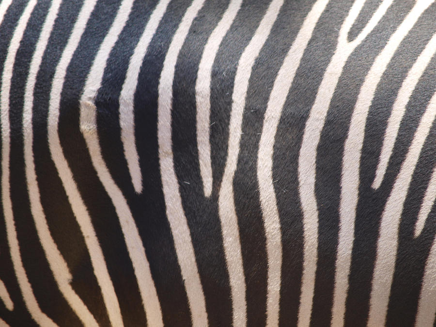 Grevy's Zebra Pattern