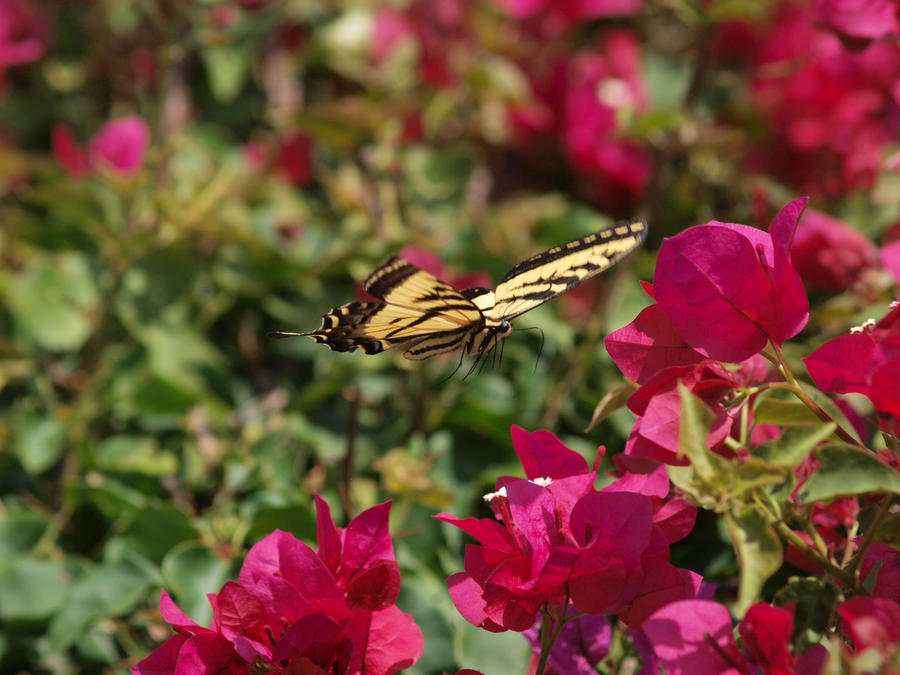 Western Tiger Swallowtail 15