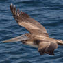 Juvenile Brown Pelican