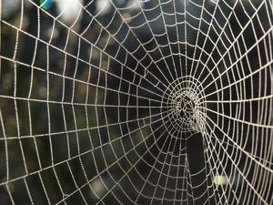 Sun Kissed Spider Web