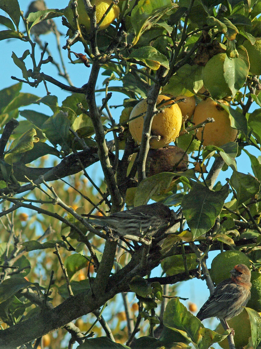 Love in the lemon tree