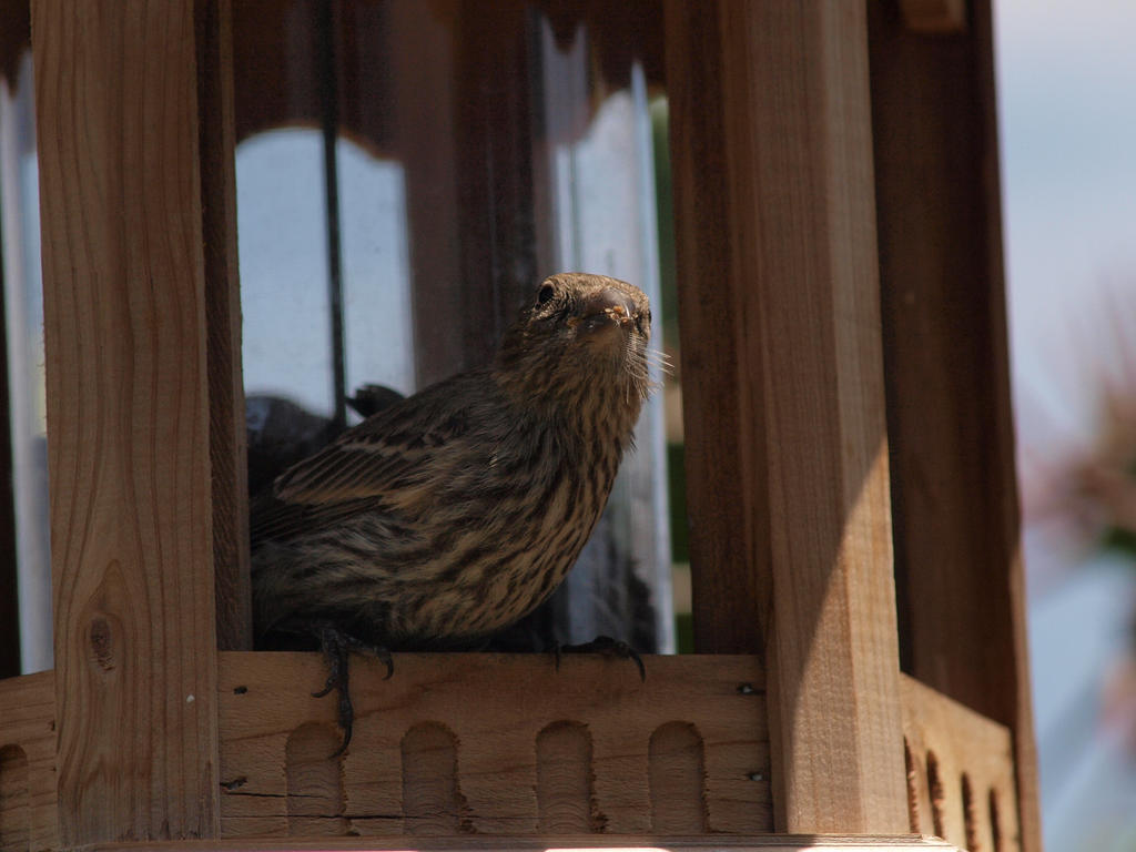 Is there something in on my beak? 2