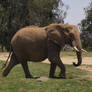 African elephant walking