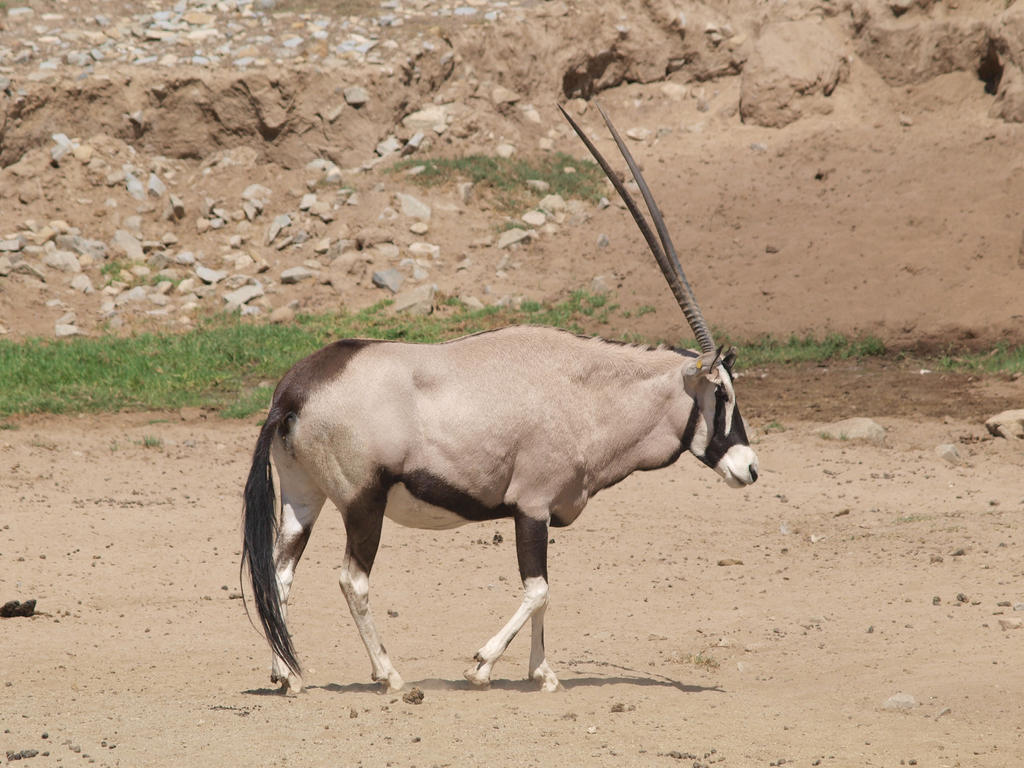 Oryx 2