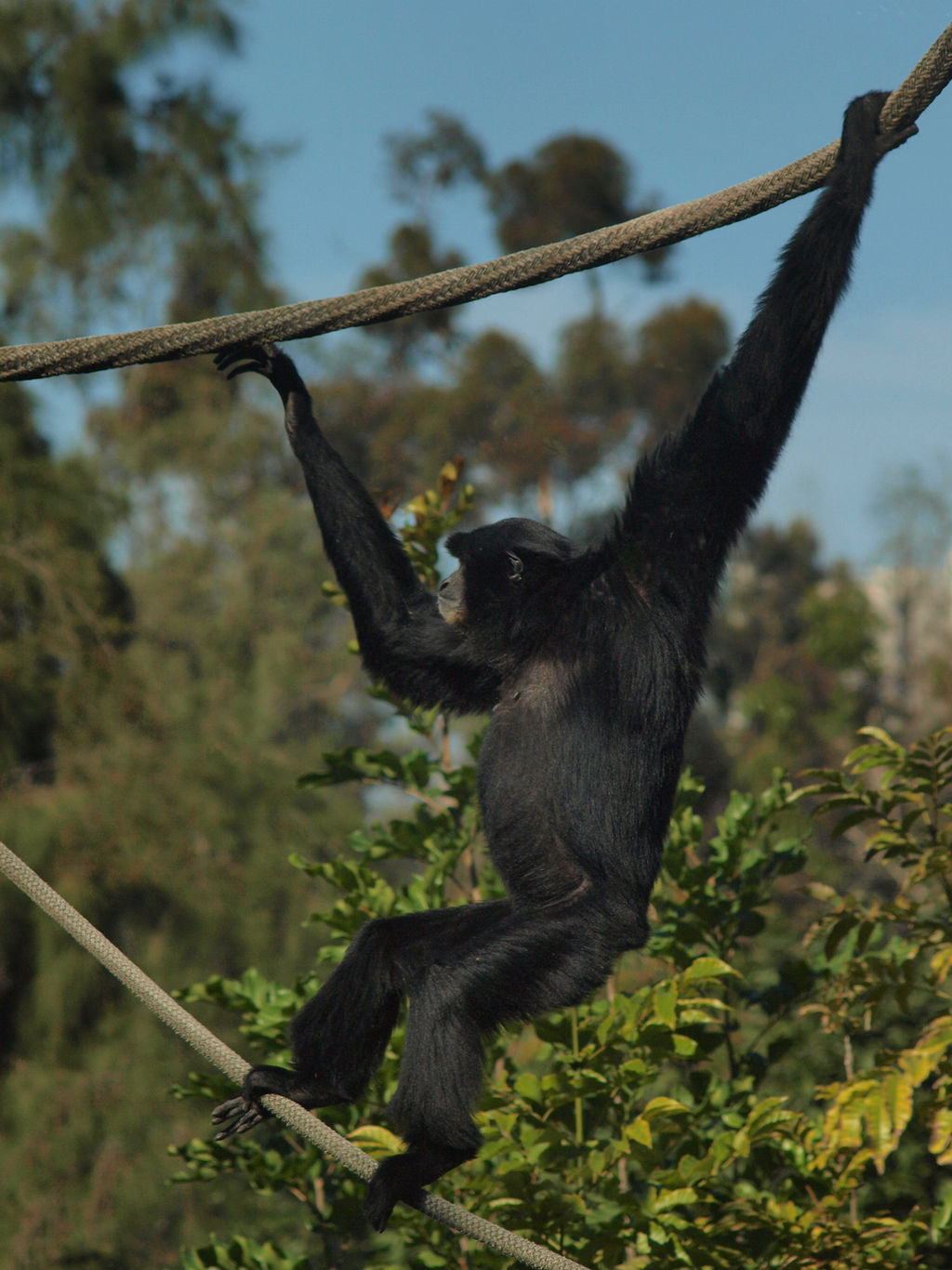 Siamang acrobatics