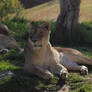 Lioness lounging