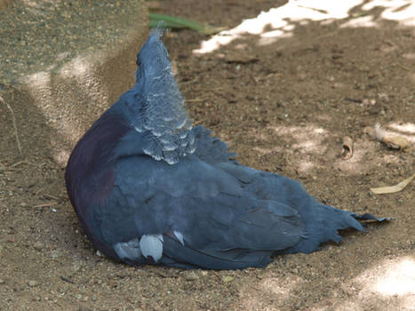 Crowned Victoria Pigeon