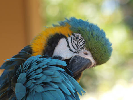 Blue-and-yellow Macaw preening