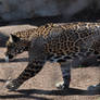 Jaguar walking