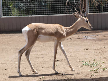 Antelope walking