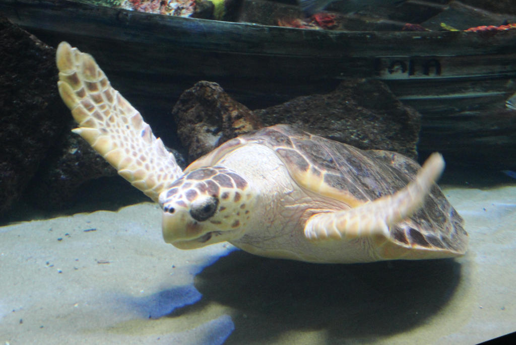 Sea turtle