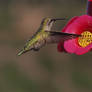Green flash hummingbird