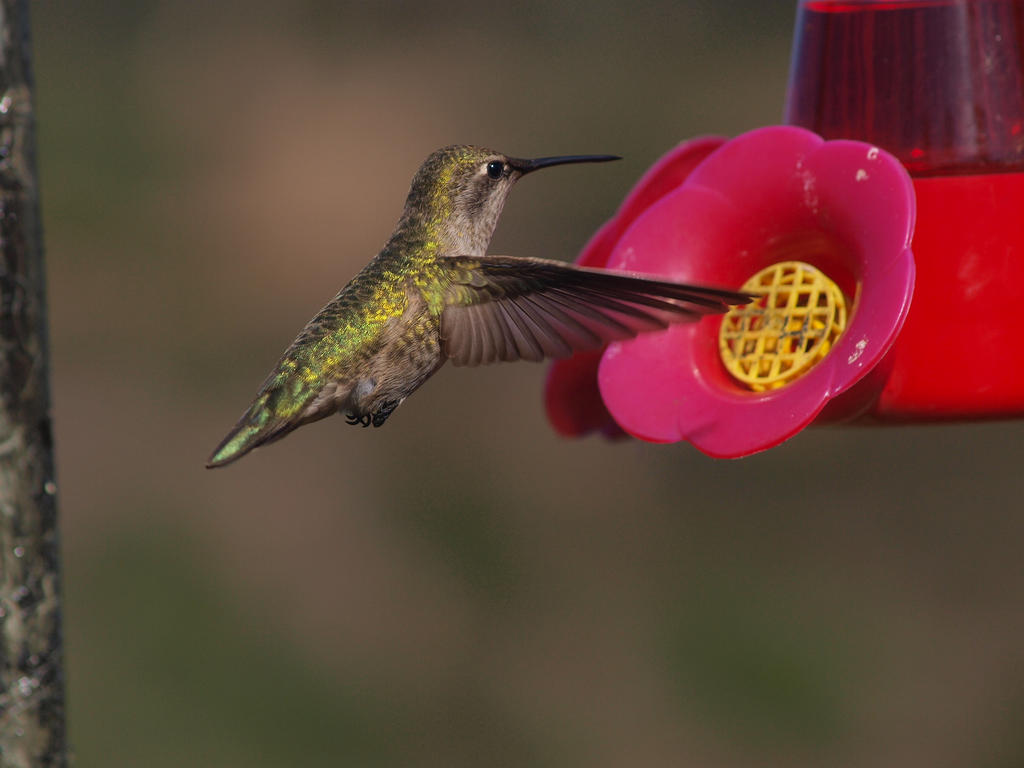 Green flash hummingbird by photographyflower