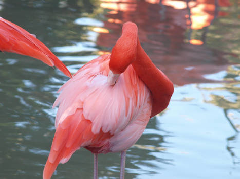 Flamingo preening